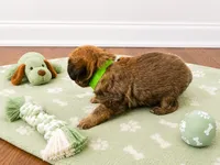 Yorkiepoo boy green , a male Yorkshire Terrier and Poodle - Toy  for sale in Selmer, TN – 4 of 7