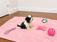Shorkie girl , a female Shih Tzu and Yorkshire Terrier for sale in Selmer, TN – 5 of 7