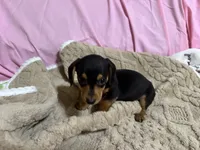 Benji , a male Miniature Dachshund for sale in Selmer, TN – 6 of 10