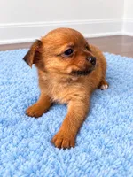 Boy , a male Chorkie for sale in Selmer, TN – 4 of 6