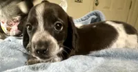 Oscar , a male Miniature Dachshund for sale in Selmer, TN – 9 of 10