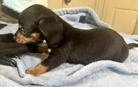 Otto, a male Miniature Dachshund for sale in Selmer, TN – 8 of 10