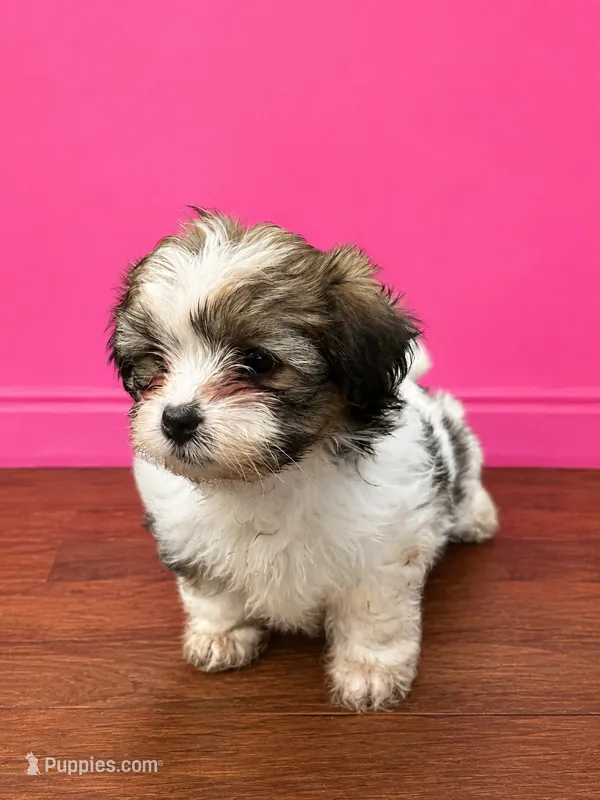 Shorkie  Reign – Shih Tzu, Yorkshire Terrier puppy for sale in Selmer, TN