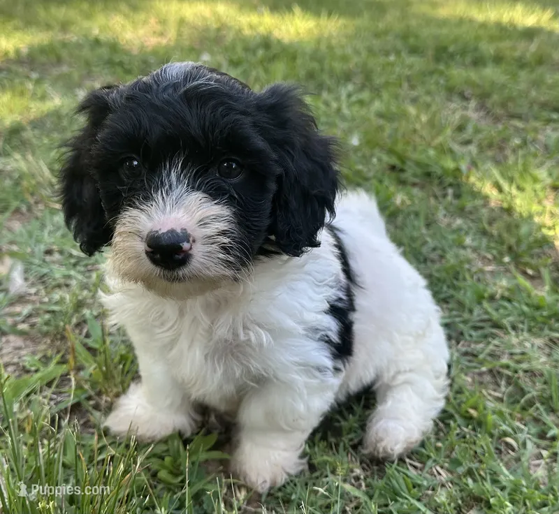 Mask  – Doxiepoo puppy for sale in Selmer, TN