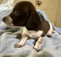 Oscar , a male Miniature Dachshund for sale in Selmer, TN – 4 of 10