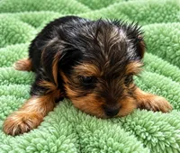 Green boy , a male Yorkshire Terrier for sale in Selmer, TN – 4 of 7
