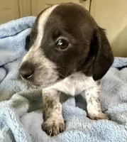 Oscar , a male Miniature Dachshund for sale in Selmer, TN – 7 of 10