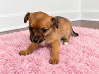 Girl , a female Chorkie for sale in Selmer, TN – 3 of 7