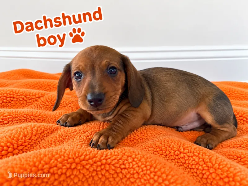 Orange boy Dachshund  – Miniature Dachshund puppy for sale in Selmer, TN