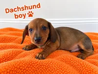 Orange boy Dachshund , a male Miniature Dachshund for sale in Selmer, TN – 1 of 5