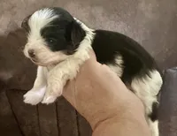 Shorkie Ruthie , a female Shorkie for sale in Selmer, TN – 1 of 9