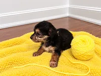 Yellow girl , a female Shihpoo and Yorkshire Terrier for sale in Selmer, TN – 2 of 6