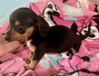 Opal, a female Miniature Dachshund for sale in Selmer, TN – 8 of 10