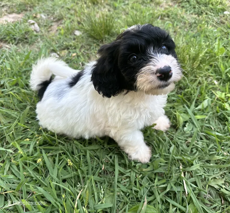 Mask  – Doxiepoo puppy for sale in Selmer, TN