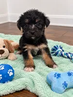 Green boy , a male Shihpoo and Yorkshire Terrier for sale in Selmer, TN – 4 of 6