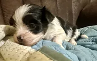Shorkie Ruthie , a female Shorkie for sale in Selmer, TN – 9 of 9