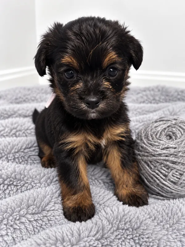 Gray girl  – Shihpoo, Yorkshire Terrier puppy for sale in Selmer, TN