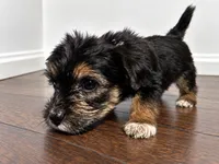 White boy , a male Shihpoo and Yorkshire Terrier for sale in Selmer, TN – 3 of 7