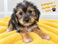 Yellow boy , a male Shihpoo and Yorkshire Terrier for sale in Selmer, TN – 1 of 5