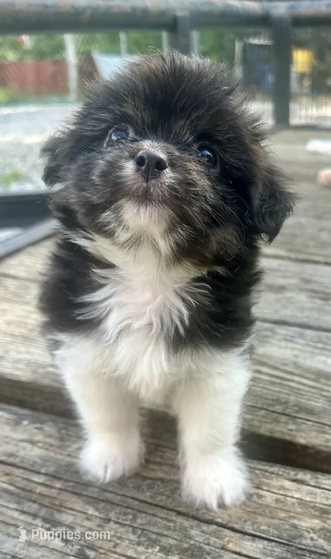 Timmy – Chihuahua, Shih Tzu puppy for sale in Selmer, TN