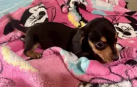 Opal, a female Miniature Dachshund for sale in Selmer, TN – 6 of 10