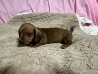 Brody, a male Miniature Dachshund for sale in Selmer, TN – 7 of 10