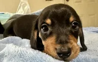 Otto, a male Miniature Dachshund for sale in Selmer, TN – 4 of 10