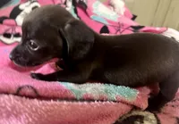 Olivia , a female Miniature Dachshund for sale in Selmer, TN – 9 of 10