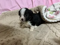 Tommy, a male Shih Tzu for sale in Selmer, TN – 3 of 10