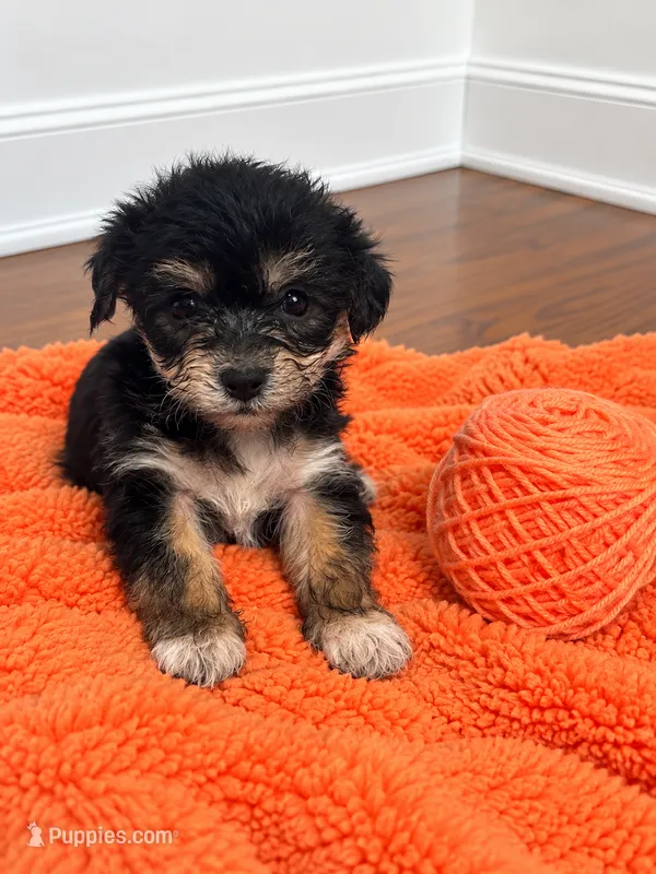 Orange girl  – Shihpoo, Yorkshire Terrier puppy for sale in Selmer, TN