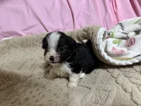 Tommy, a male Shih Tzu for sale in Selmer, TN – 7 of 10