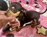 Olive , a female Miniature Dachshund for sale in Selmer, TN – 6 of 10