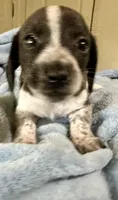 Oscar , a male Miniature Dachshund for sale in Selmer, TN – 1 of 10