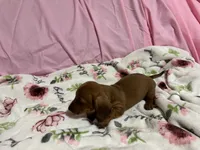 Bayley, a female Miniature Dachshund for sale in Selmer, TN – 9 of 10
