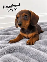 gray boy Dachshund , a male Miniature Dachshund for sale in Selmer, TN – 3 of 5