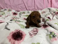 Bayley, a female Miniature Dachshund for sale in Selmer, TN – 7 of 10