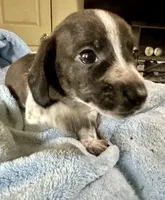 Oscar , a male Miniature Dachshund for sale in Selmer, TN – 8 of 10