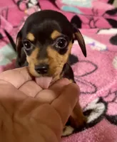 Olive , a female Miniature Dachshund for sale in Selmer, TN – 3 of 10