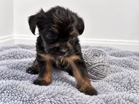 Gray girl , a female Shihpoo and Yorkshire Terrier for sale in Selmer, TN – 3 of 6