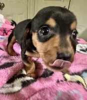Olive , a female Miniature Dachshund for sale in Selmer, TN – 7 of 10