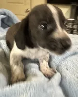 Oscar , a male Miniature Dachshund for sale in Selmer, TN – 10 of 10
