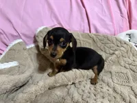 Benji , a male Miniature Dachshund for sale in Selmer, TN – 4 of 10