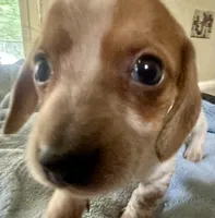 Oliver , a male Miniature Dachshund for sale in Selmer, TN – 9 of 9