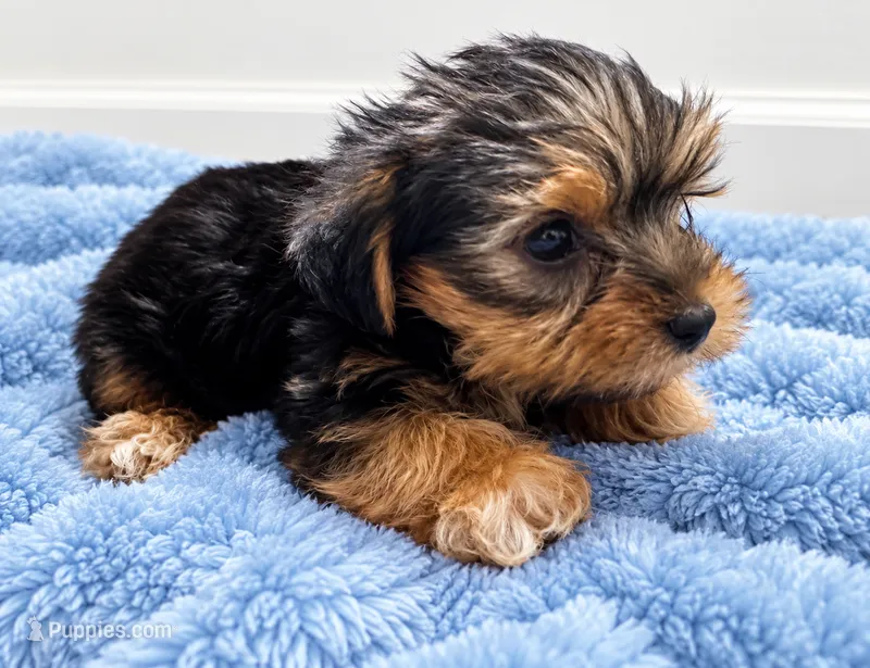 Blue boy  – Yorkshire Terrier puppy for sale in Selmer, TN