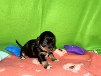 Girl 7 , a female Shih Tzu and Miniature Dachshund for sale in Selmer, TN – Photo 3 of 5