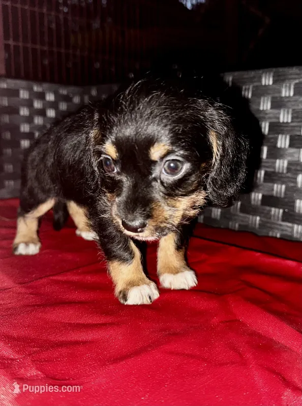 Girl 7  – Shih Tzu, Miniature Dachshund puppy for sale in Selmer, TN