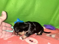 Girl 7 , a female Shih Tzu and Miniature Dachshund for sale in Selmer, TN – Photo 4 of 5