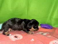 Girl 7 , a female Shih Tzu and Miniature Dachshund for sale in Selmer, TN – Photo 5 of 5