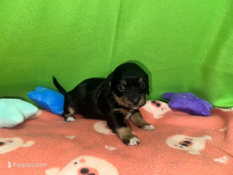 Girl 7  – Shih Tzu, Miniature Dachshund puppy for sale in Selmer, TN