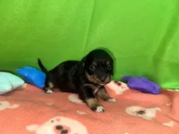 Girl 7 , a female Shih Tzu and Miniature Dachshund for sale in Selmer, TN – Photo 2 of 5